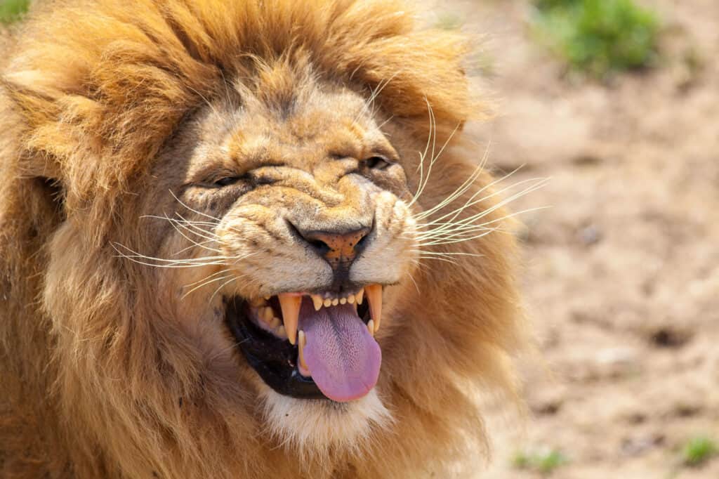 Leone 
