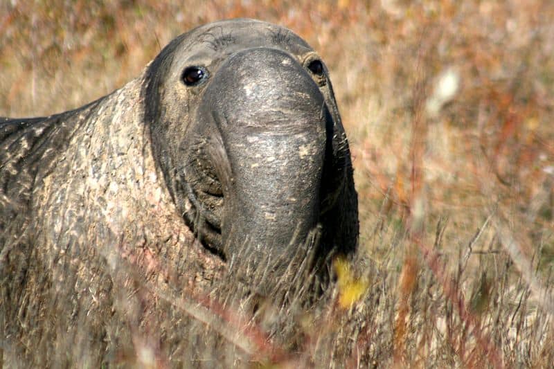 tricheco vs elefante marino