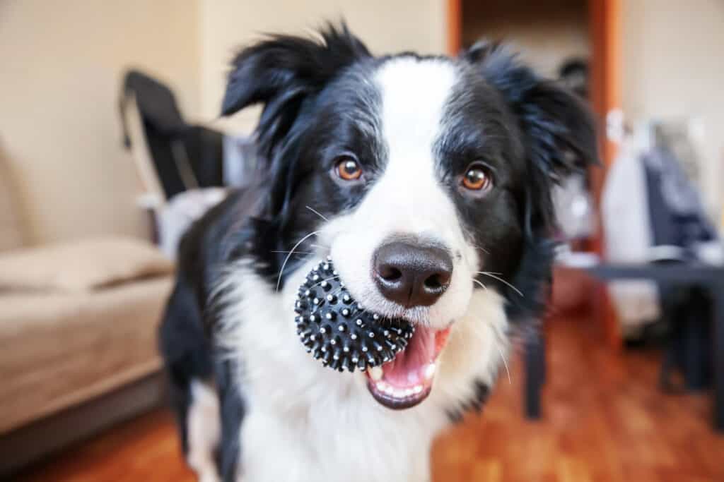 I migliori prodotti per animali domestici nel primo giorno