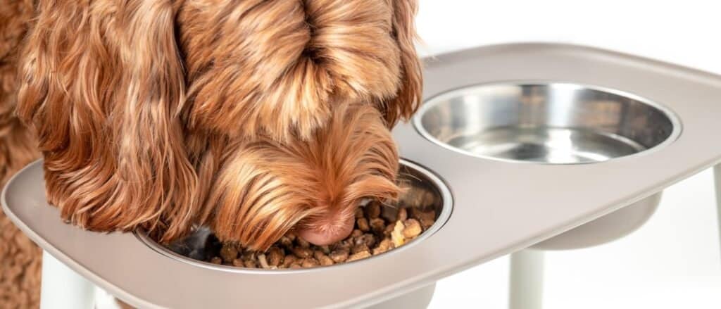 Ciotola per cani rialzata