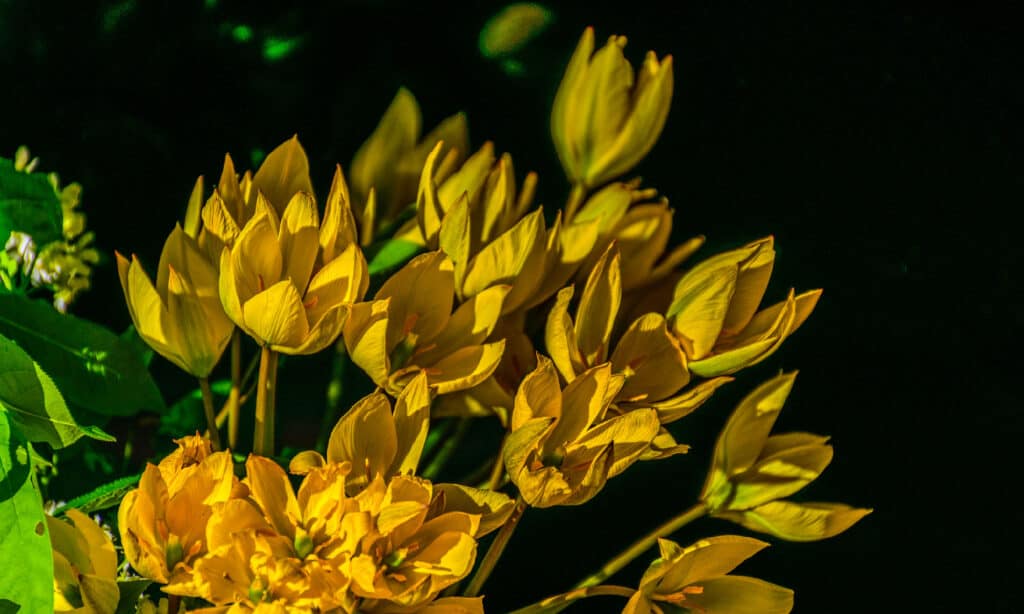 Tulipano dei boschi