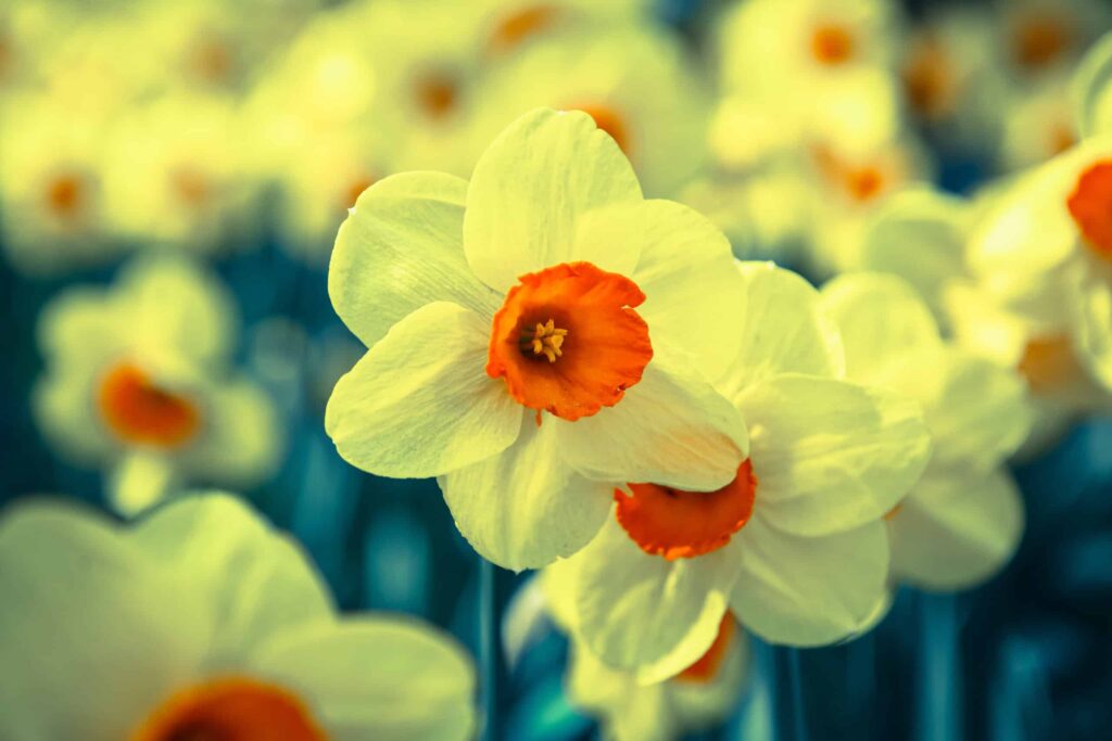 fiore di giunchiglia da vicino