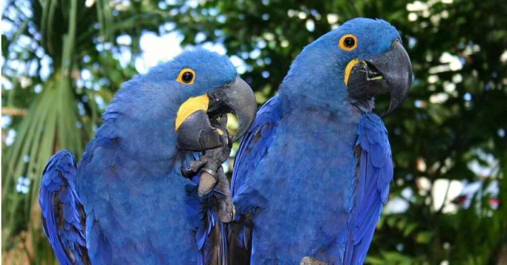 Gli uccelli più costosi