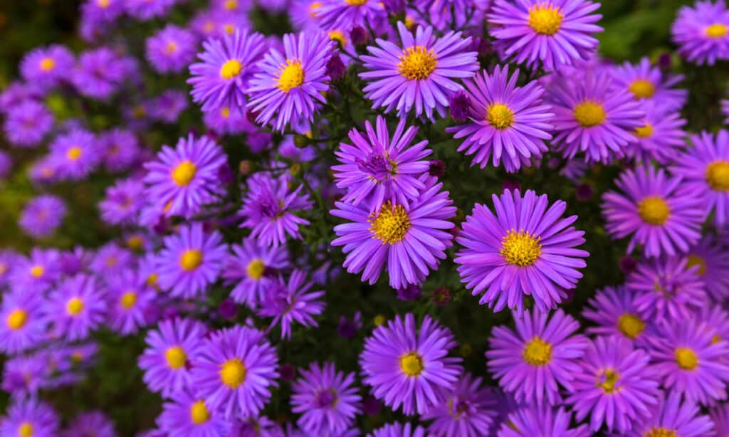 Fiori da piantare in ottobre