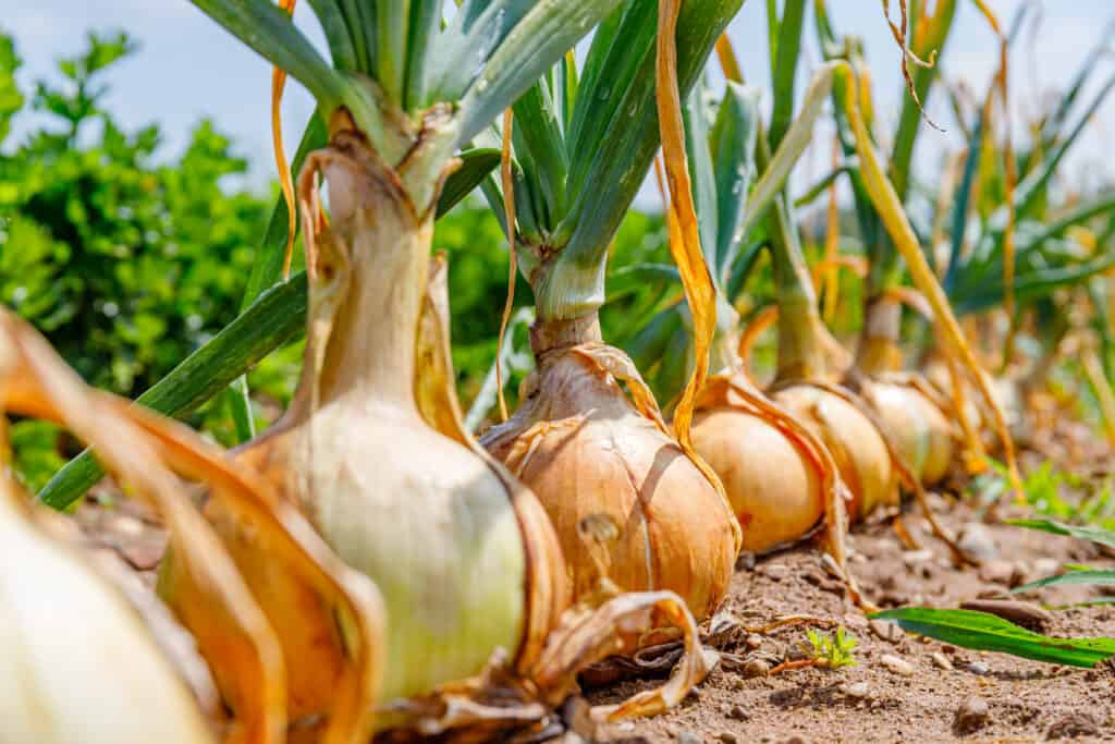 Verdure da piantare in ottobre