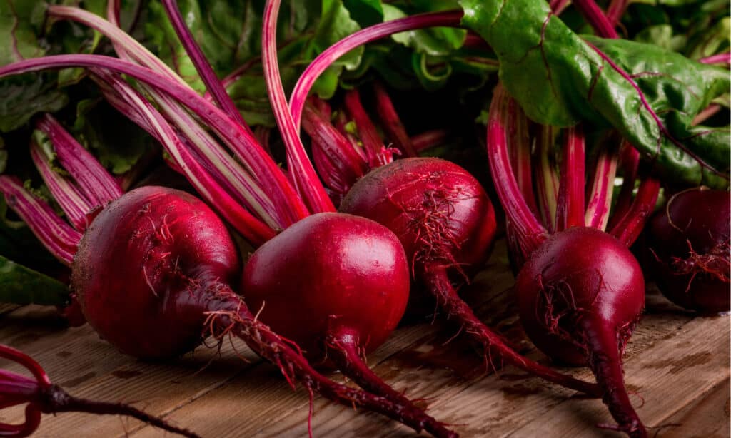 barbabietola dorata vs barbabietola rossa