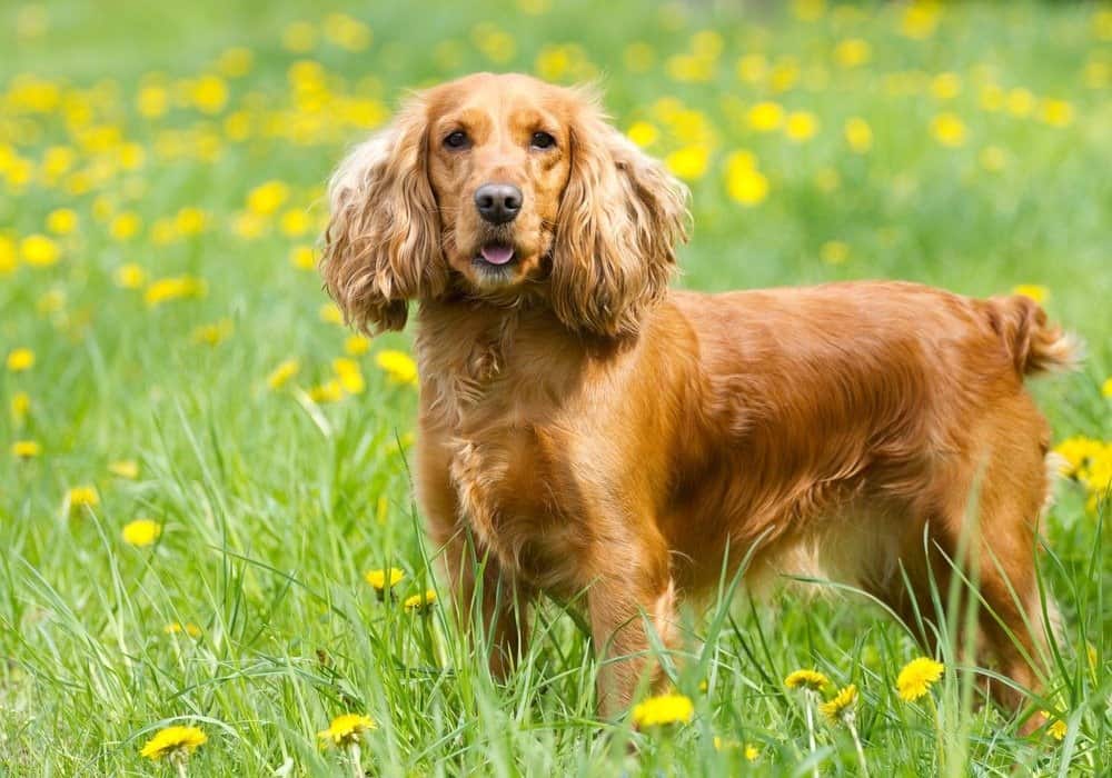 Cocker spaniel inglese sull'erba
