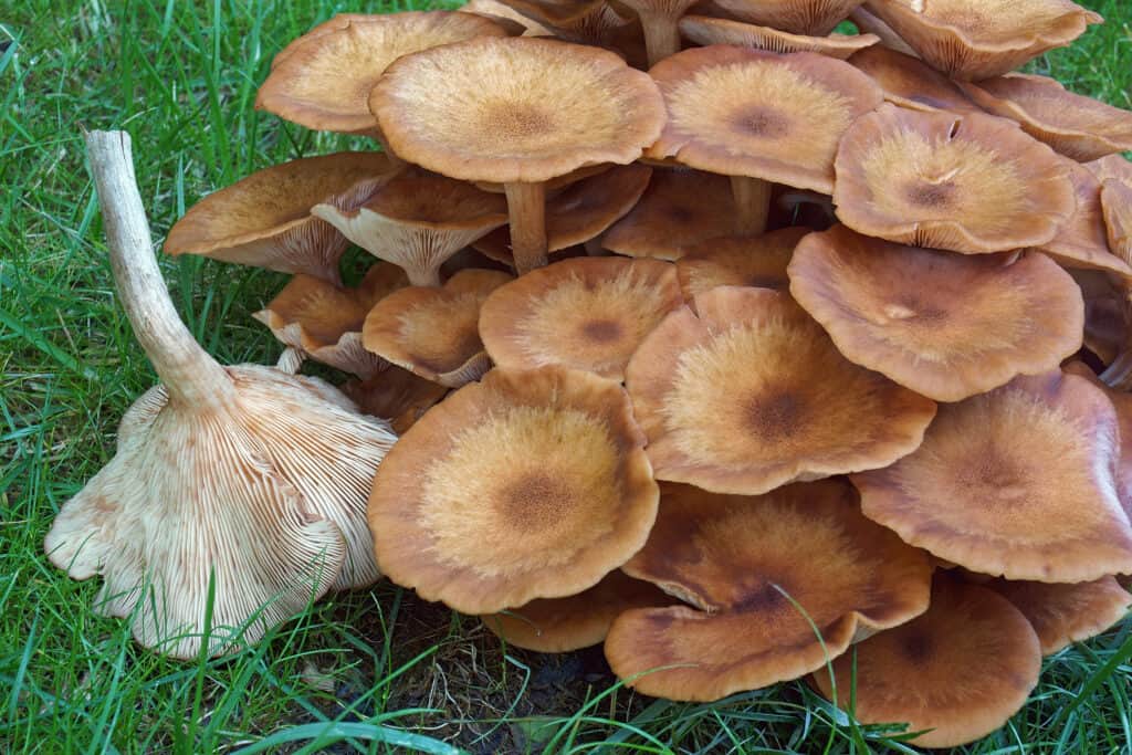Grappolo di funghi di miele senza anelli