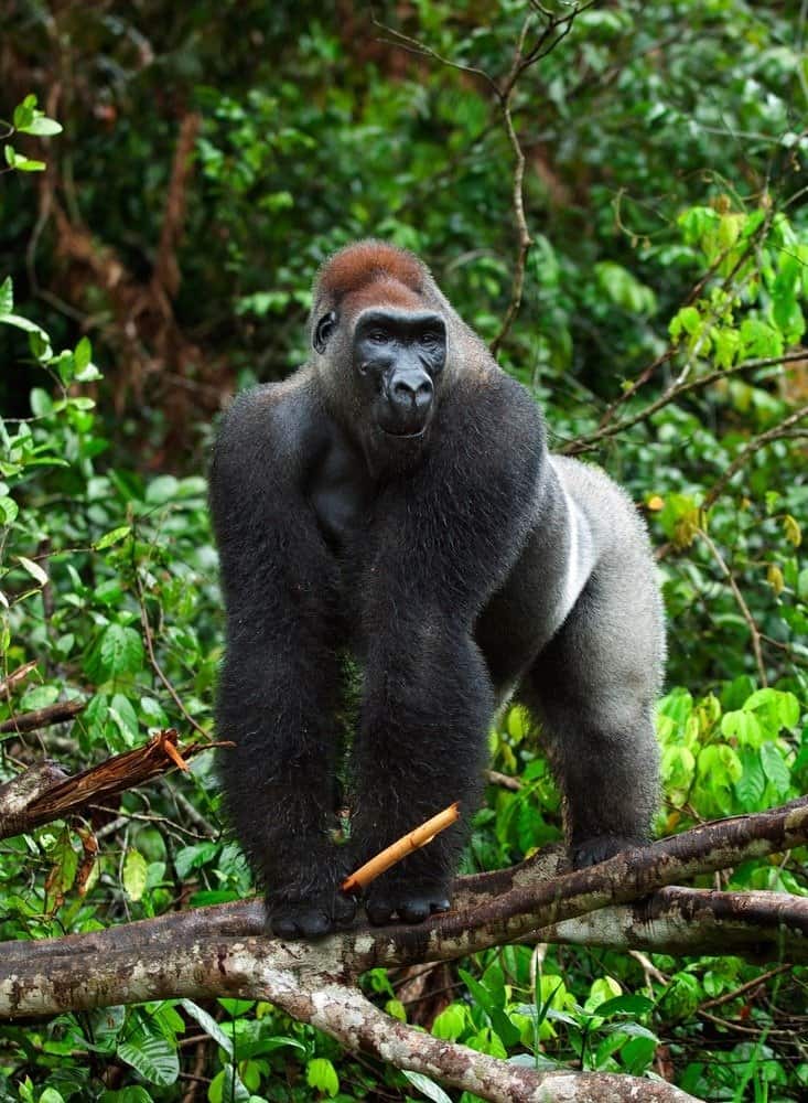 Gorilla di pianura occidentale in un albero