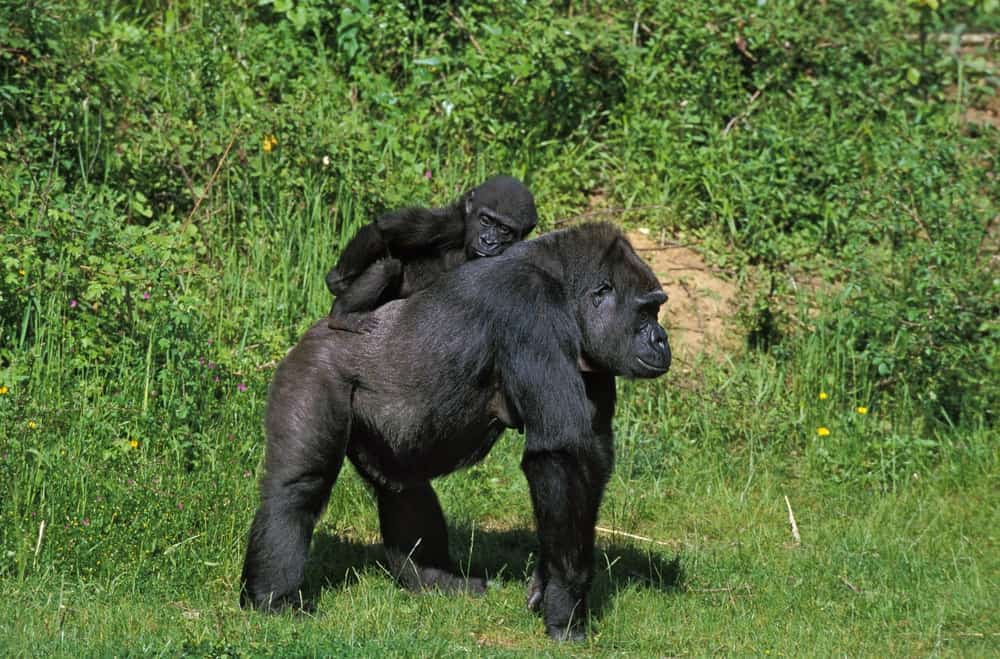 Gorilla di pianura orientale adulto e bambino
