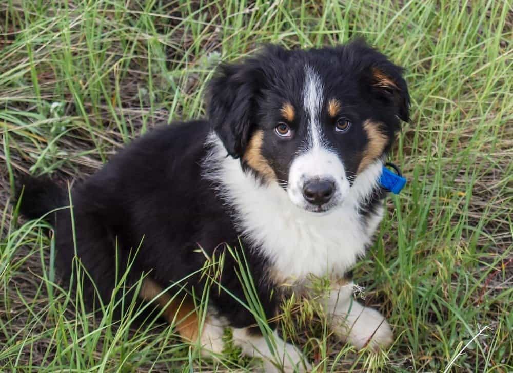 Un cucciolo di pastore inglese in un campo erboso