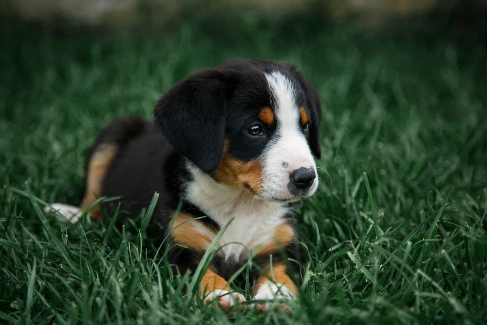 Entlebucher Mountain Dog cucciolo sdraiato nell'erba