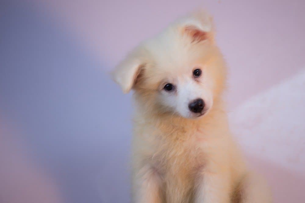 Cucciolo di cane eschimese