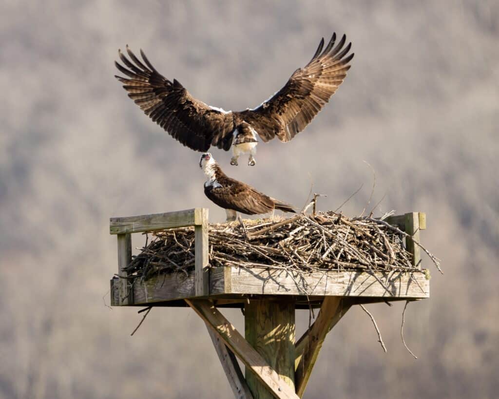 Due falchi pescatori nel Tennessee Wildlife Refuge