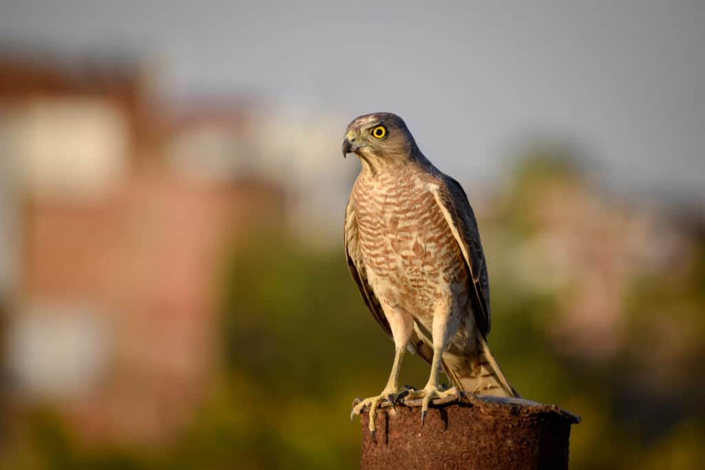 Un falco dallo stinco affilato appollaiato su un pezzo di legno su uno sfondo sfocato