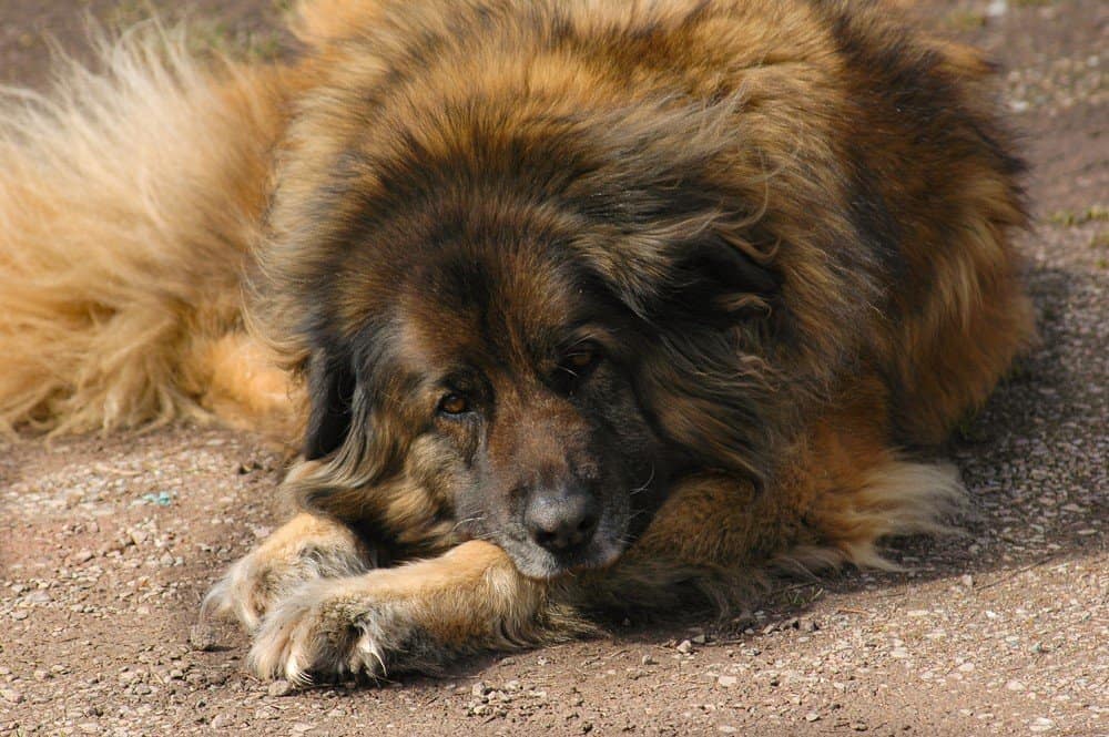 Il cane da montagna Estrela si sdraia esausto dopo una giornata di lavoro