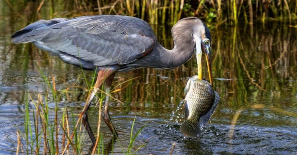 Airone di grande azzurro che cattura un pesce enorme.
