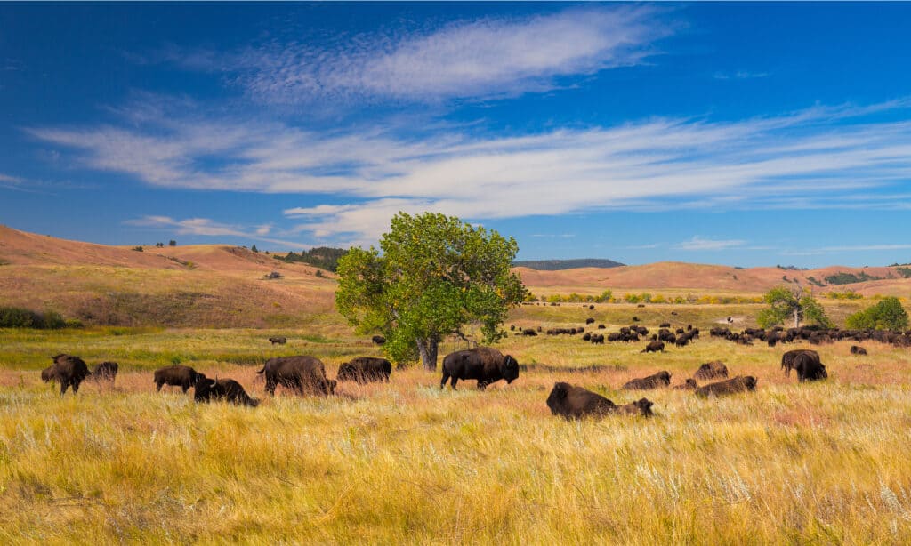 Custer State Park
