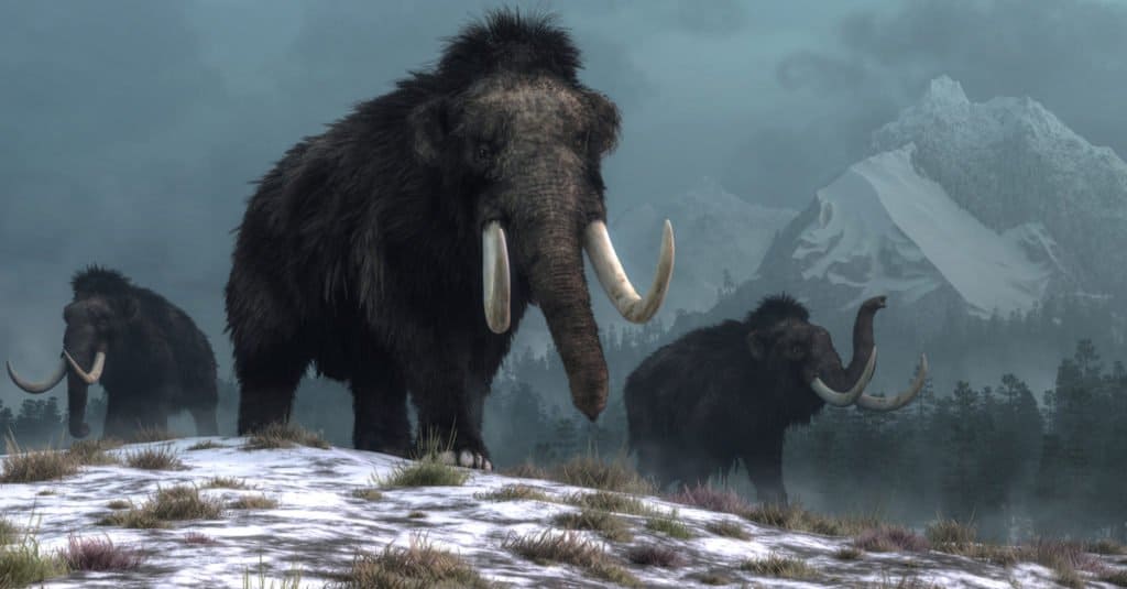 Un trio di mammut lanosi arranca sulle colline innevate.