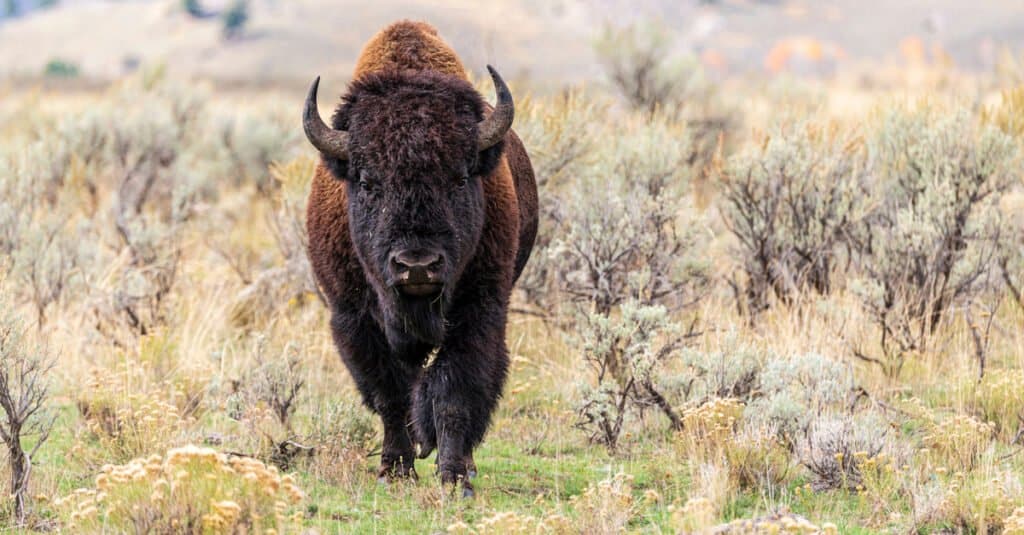 Bisonte americano