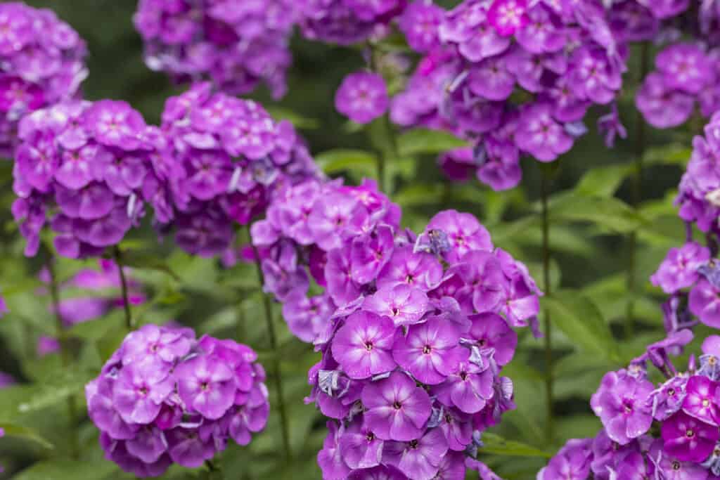 Lecca lecca all'uva Phlox