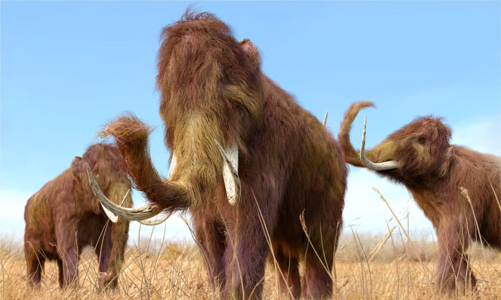 mammut lanosi