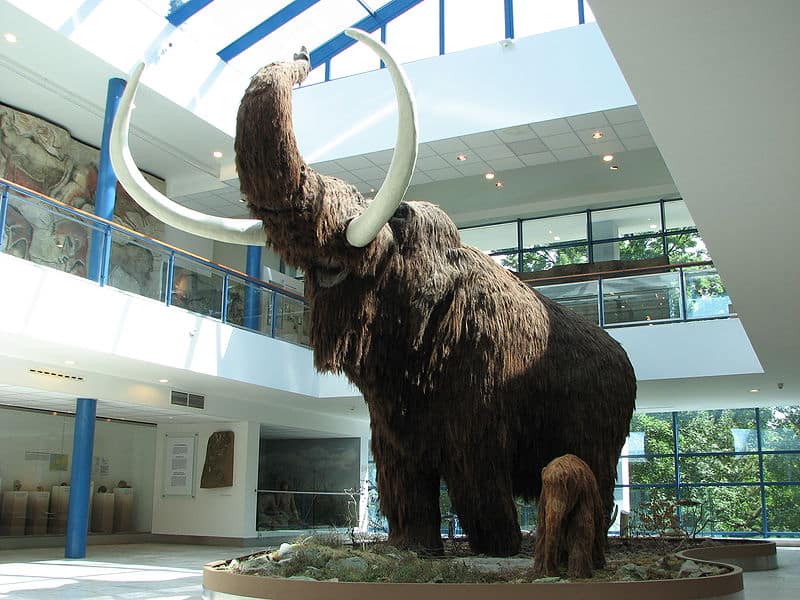 Mostra di mammut lanosi