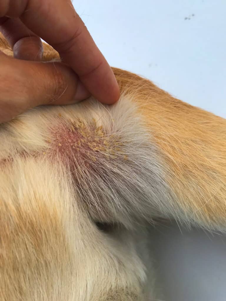 cane con la pelle squamosa