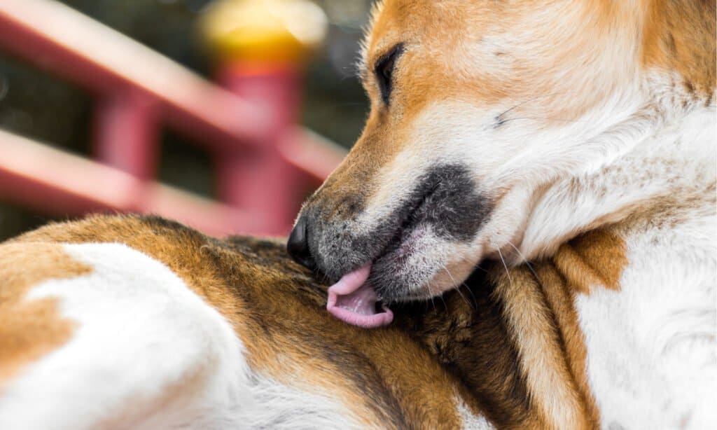 perché i cani si leccano