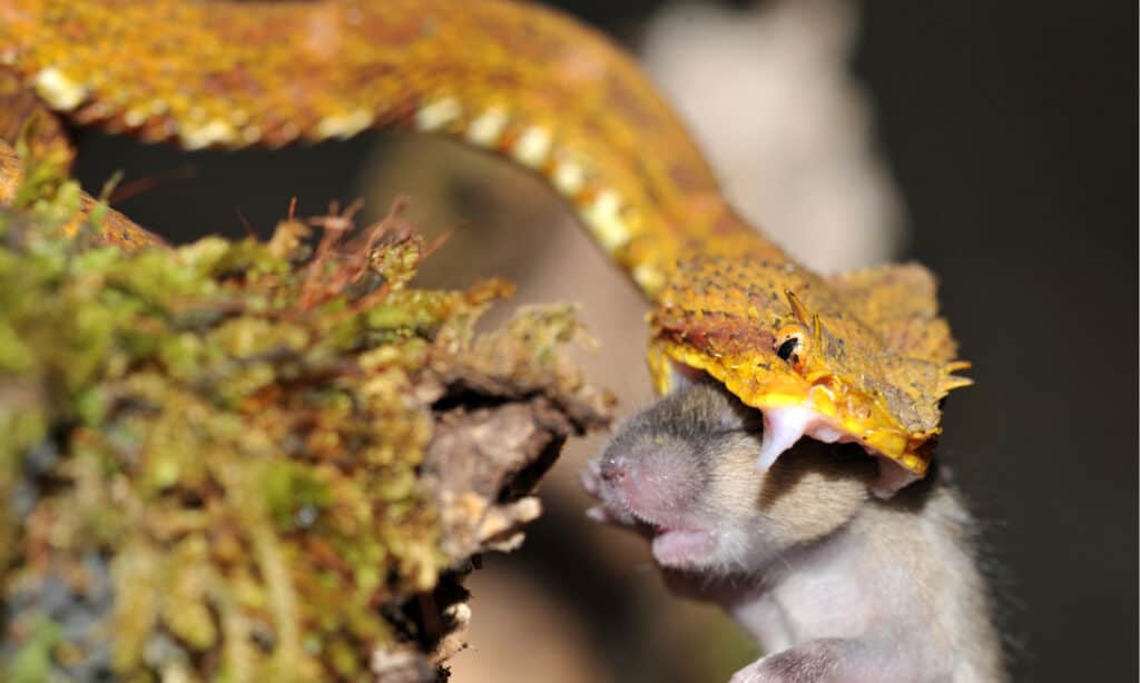 Una vipera gialla che colpisce un topo.  Il serpente ha grandi zanne aghiformi che si ripiegano sul palato quando non inseguono la preda.