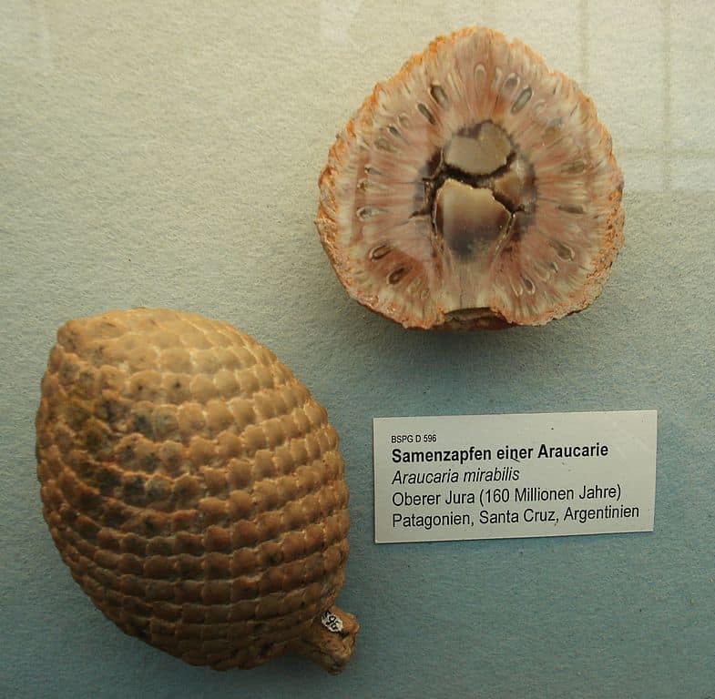 L'Araucaria è meravigliosa