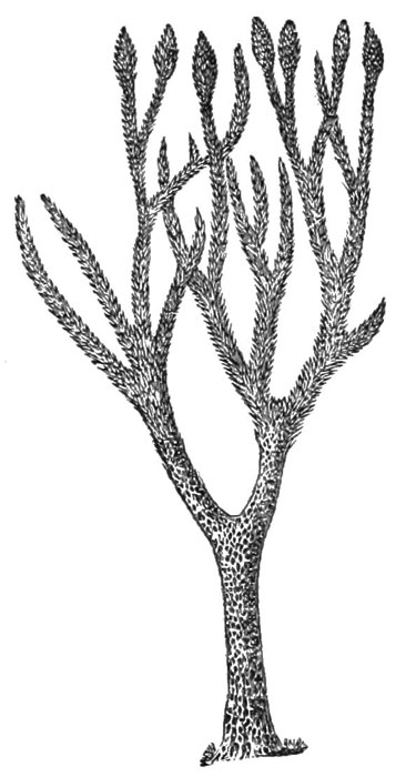Lepidodendro 