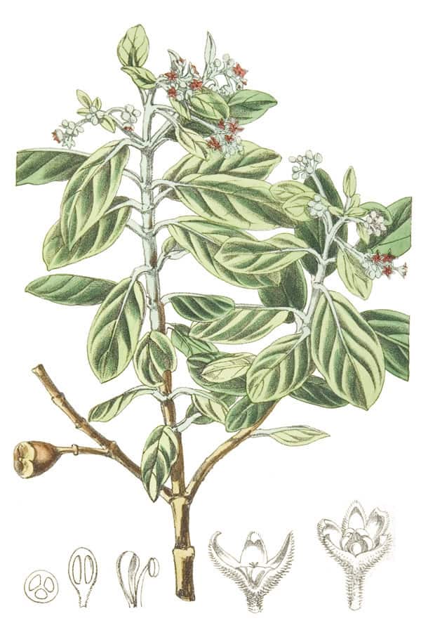 Nesiota ellittica