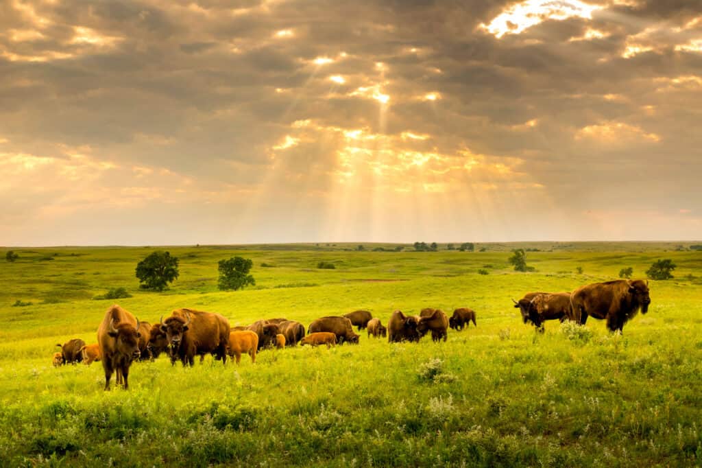 Bisonte Kansas