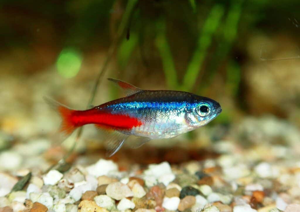 Il neon tetra ha un dorso azzurro su un addome bianco-argento e una striscia rossa iridescente dal centro del corpo.
