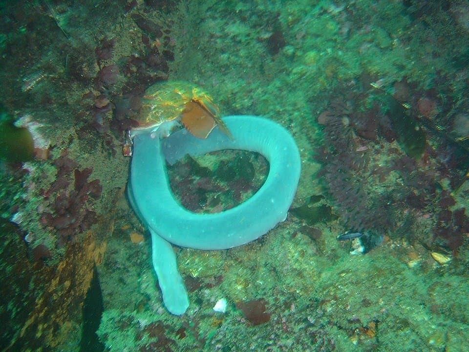 Hagfish Eptatretus hextrema presso il relitto dell'Oakburn a Duiker Point sulla Penisola del Capo