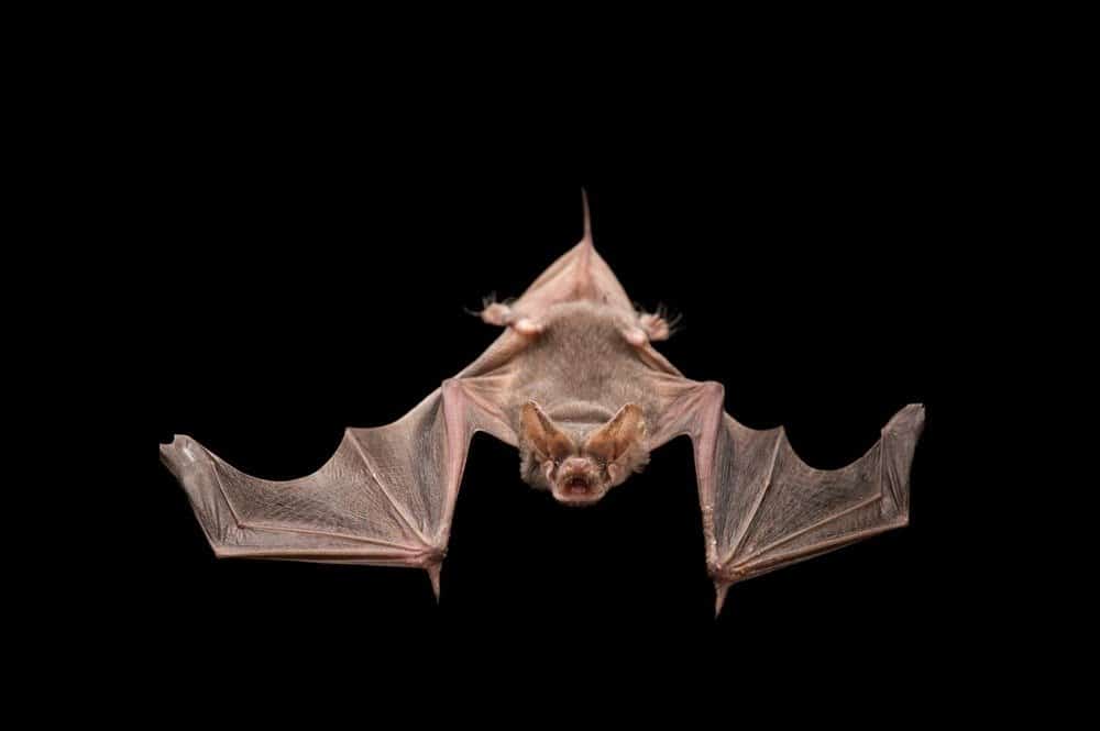Un pipistrello dalla coda libera messicano su sfondo nero