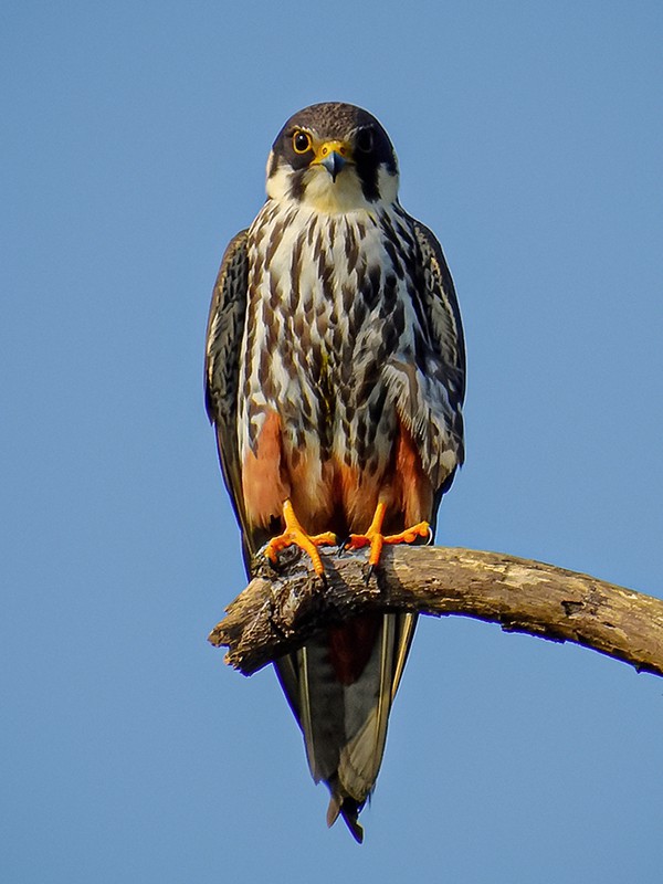 Falco dell'hobby eurasiatico