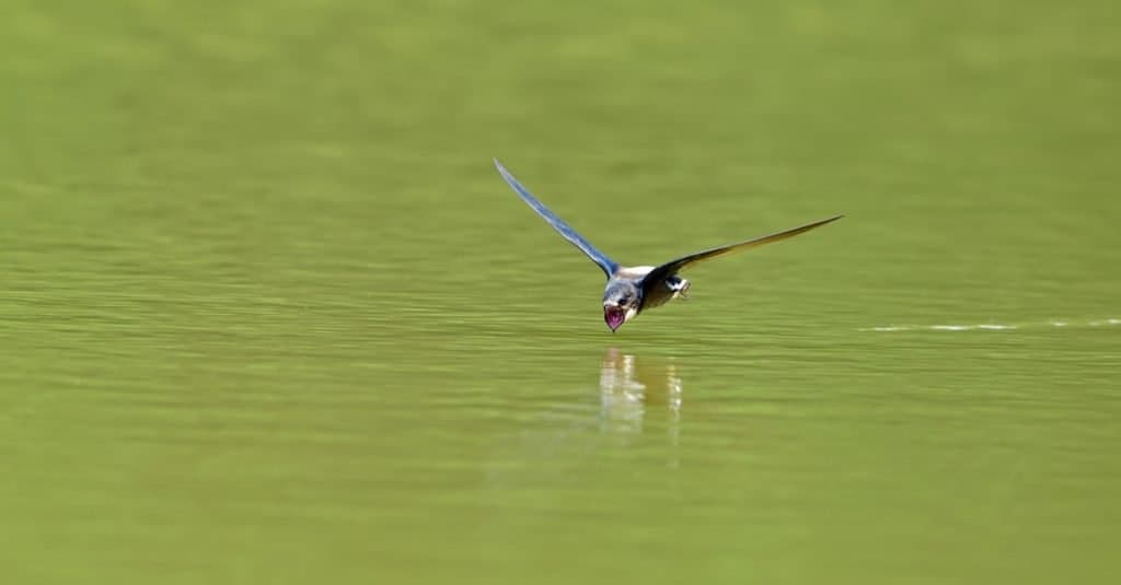 Gli uccelli più veloci del mondo: coda ad ago dalla gola bianca