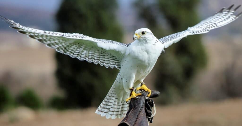 Tipi di uccelli falco