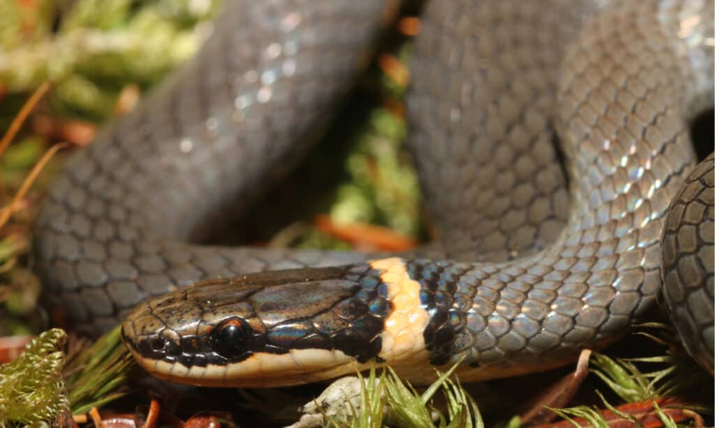 serpente dal collo ad anello settentrionale