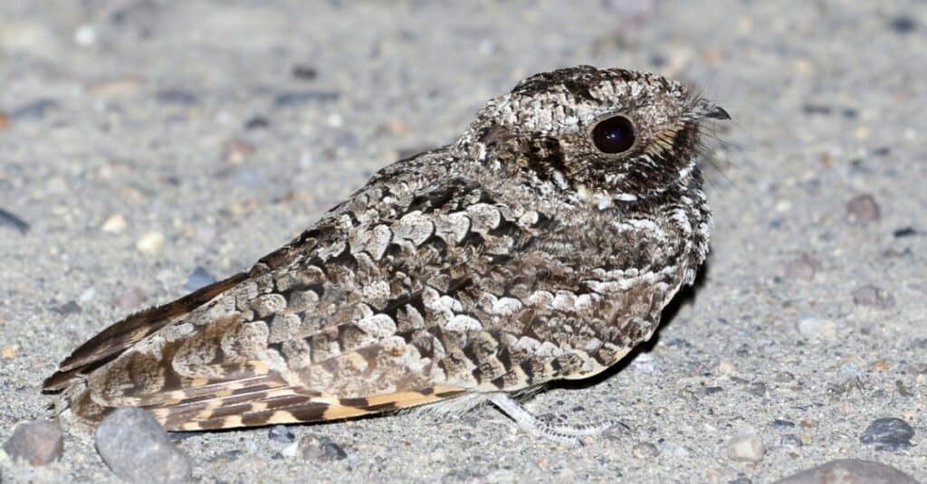 Gli animali in Nord America vanno in letargo