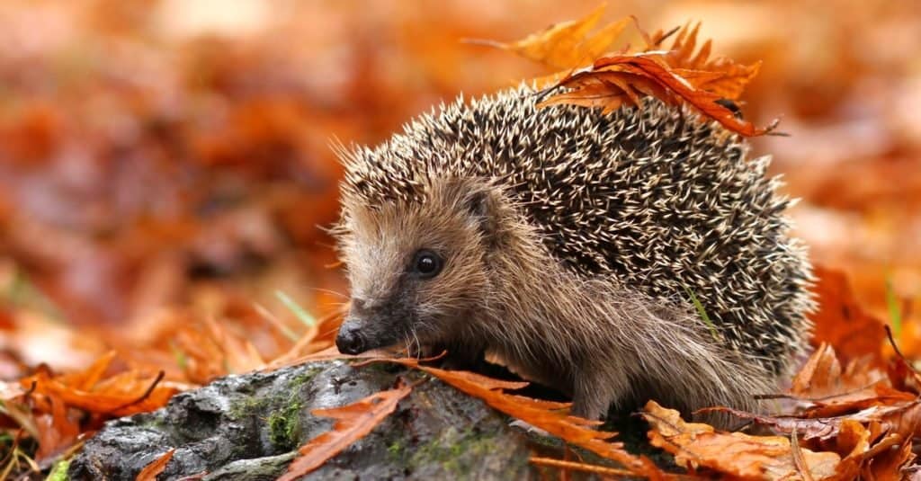 Animali più carini: riccio