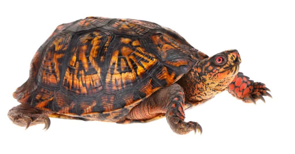 Maschio di tartaruga scatola orientale - <a href=
