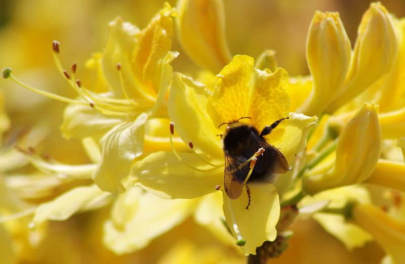 Un calabrone godendo di un fiore in Wellington Park, Somerset.