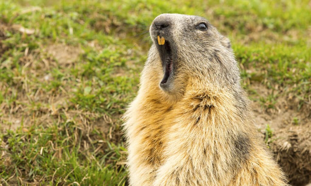 marmotta