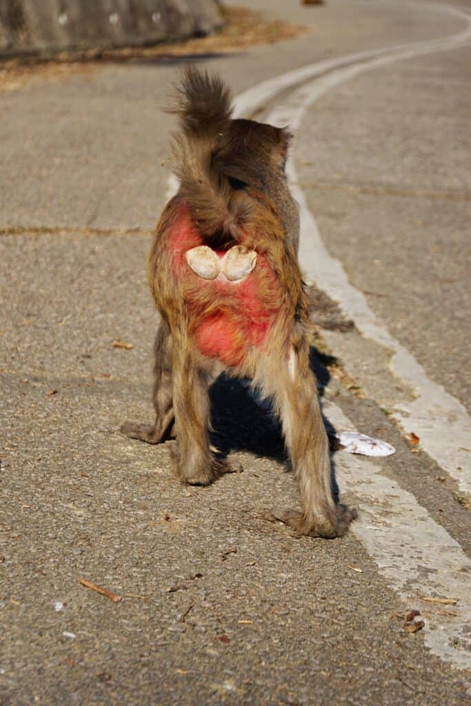 Un macaco rhesus mostra il suo sedere rosso mentre cammina lungo una strada