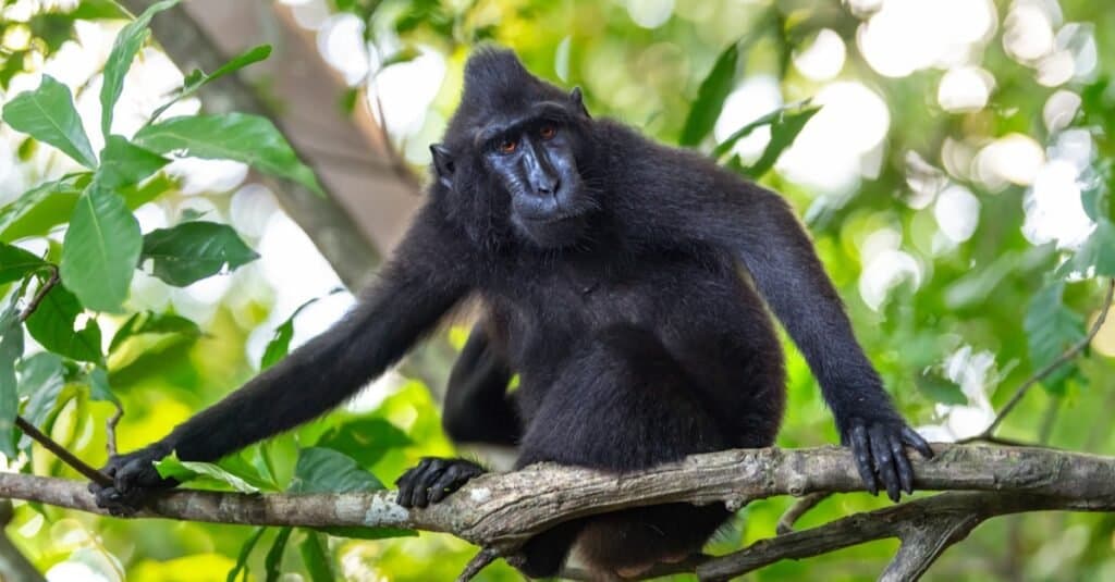 Animali con i pollici opponibili-macaco
