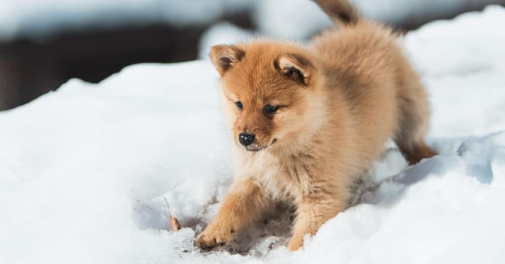 Un cucciolo di spitz finlandese