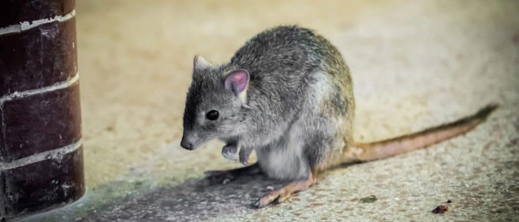 Ratto canguro nello zoo